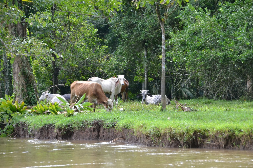 Foto de Caño Negro (Alajuela), Costa Rica