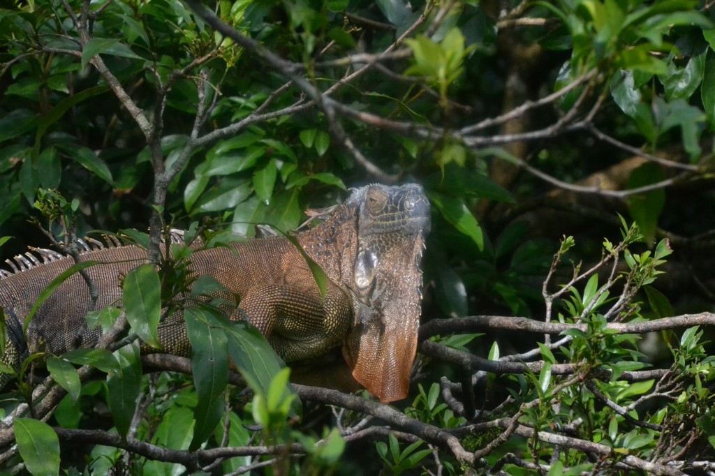 Foto de Caño Negro (Alajuela), Costa Rica