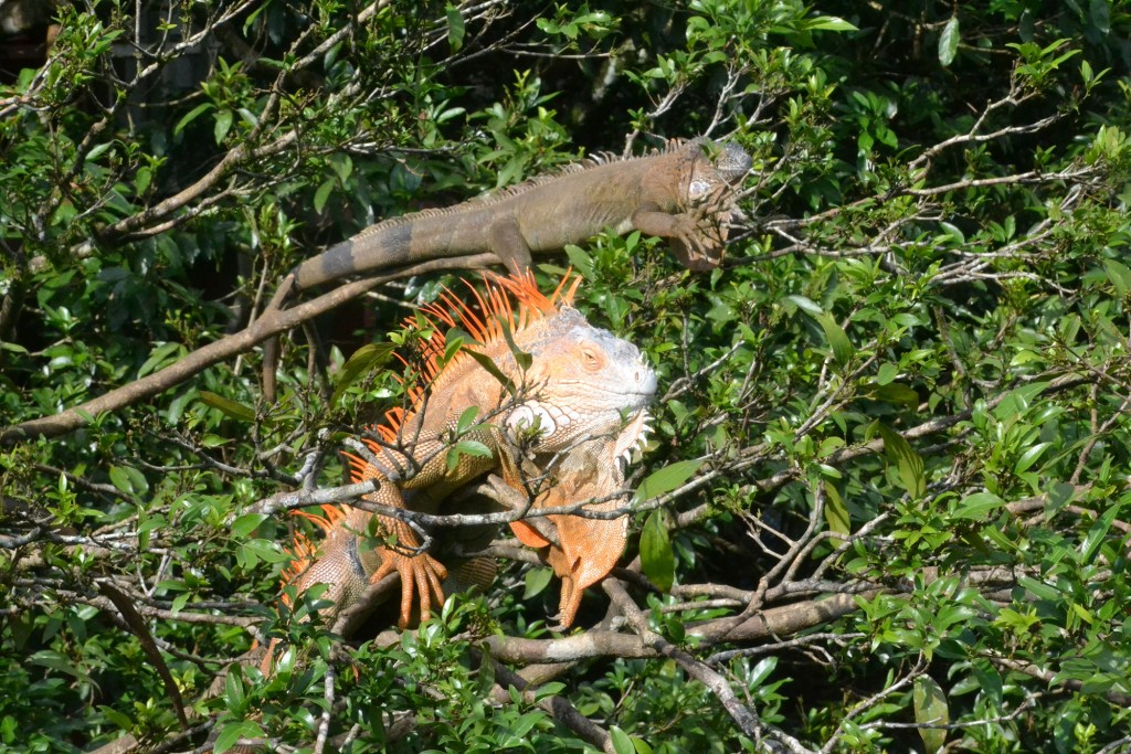 Foto de Caño Negro (Alajuela), Costa Rica