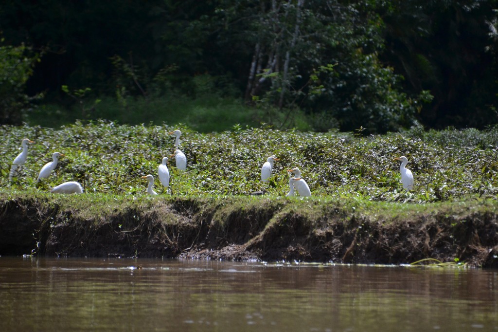 Foto de Caño Negro (Alajuela), Costa Rica