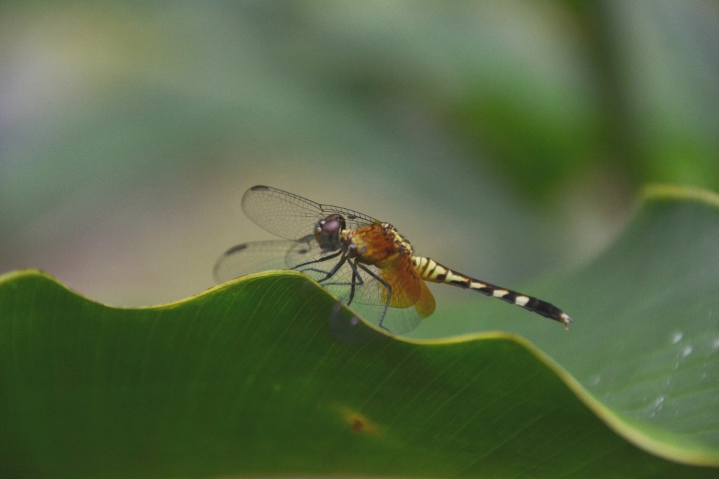 Foto de Caño Negro (Alajuela), Costa Rica