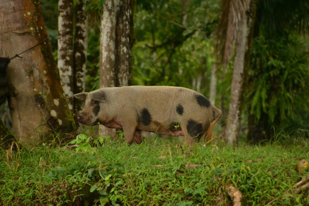 Foto de Caño Negro (Alajuela), Costa Rica