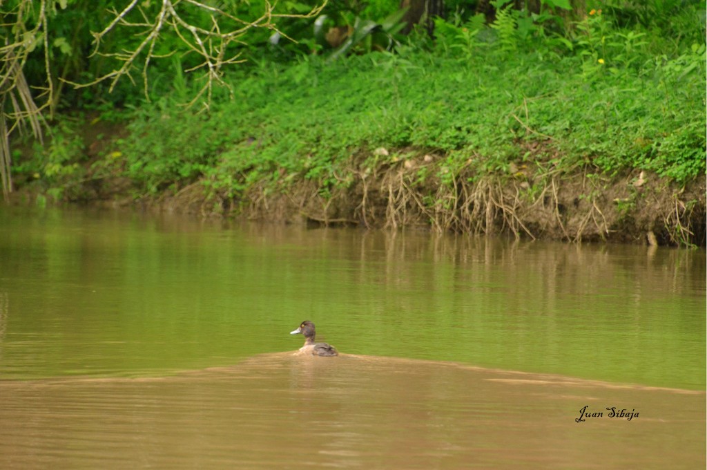 Foto de Caño Negro (Alajuela), Costa Rica