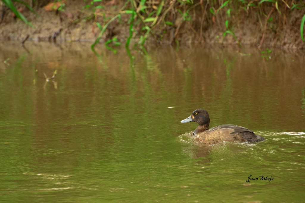 Foto de Caño Negro (Alajuela), Costa Rica