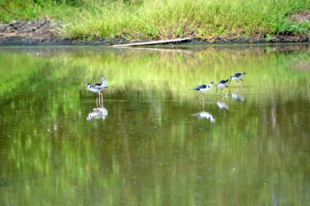 Foto de Cocorocas (Puntarenas), Costa Rica