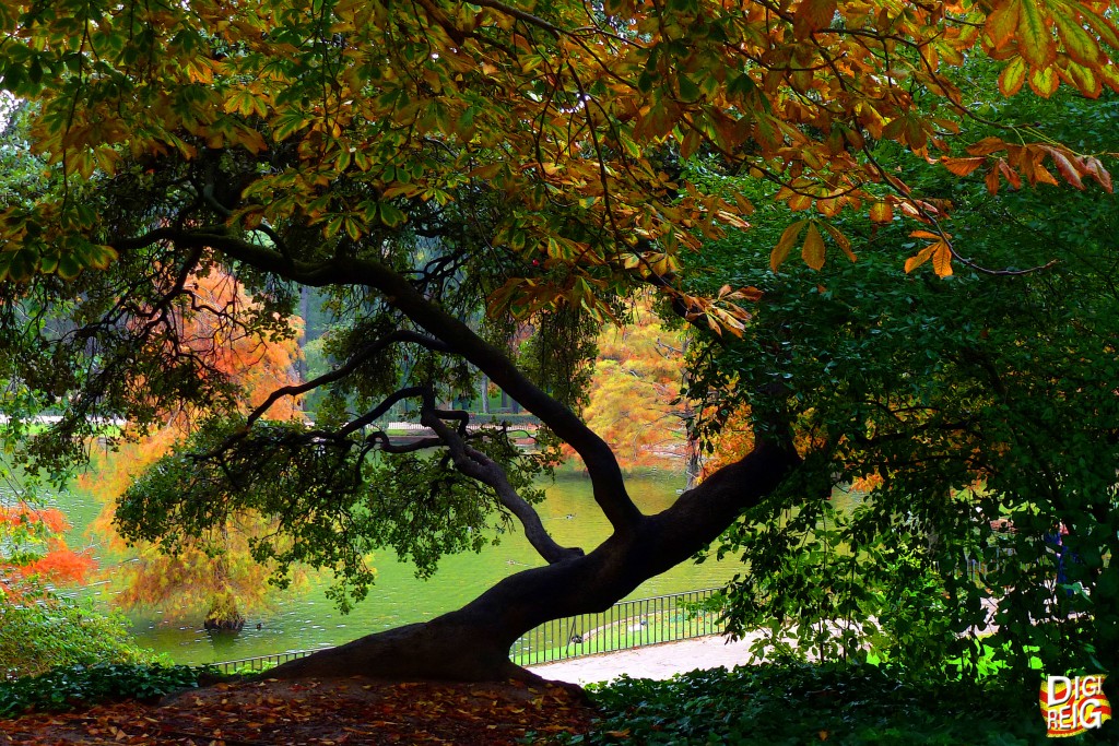 Foto: Otoño en el Retiro - Madrid (Comunidad de Madrid), España