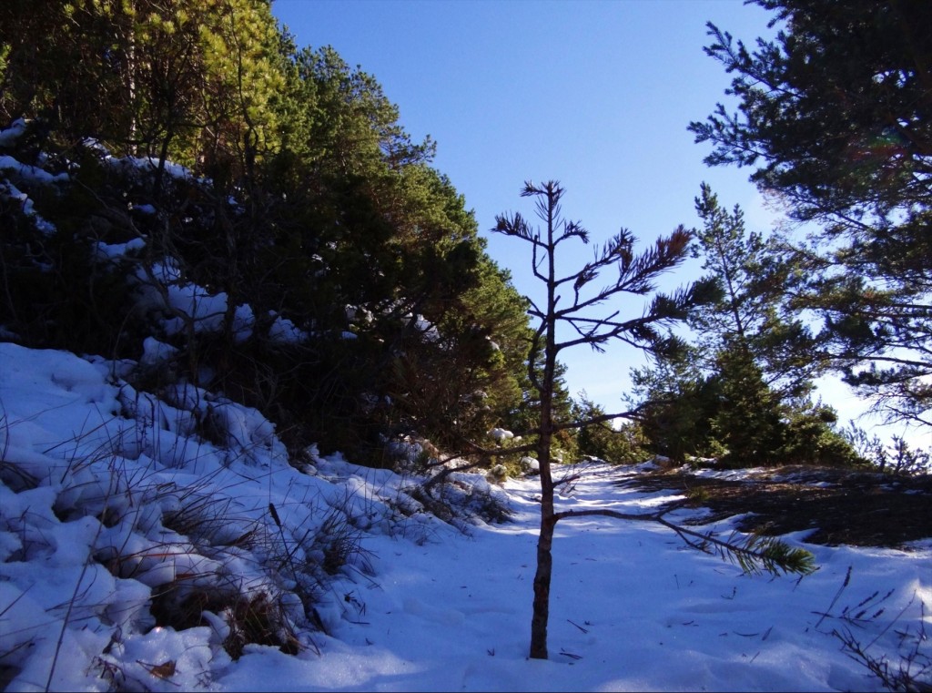 Foto: Coll de Port - Coll de Port (Lleida), España