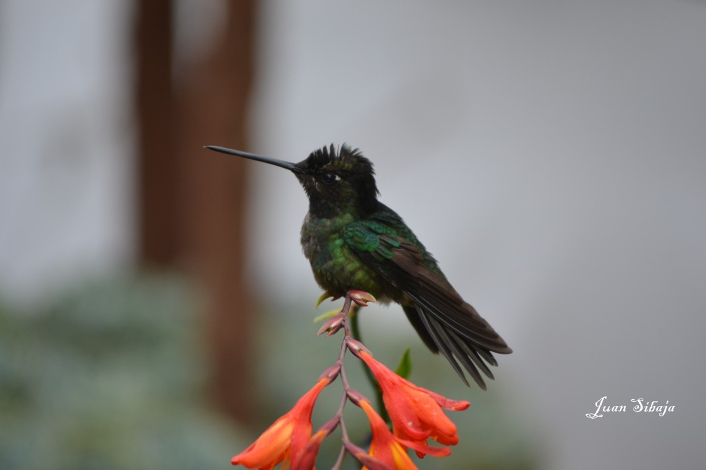 Foto de Vara Blanca (Alajuela), Costa Rica