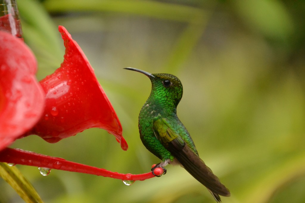 Foto de Vara Blanca (Alajuela), Costa Rica