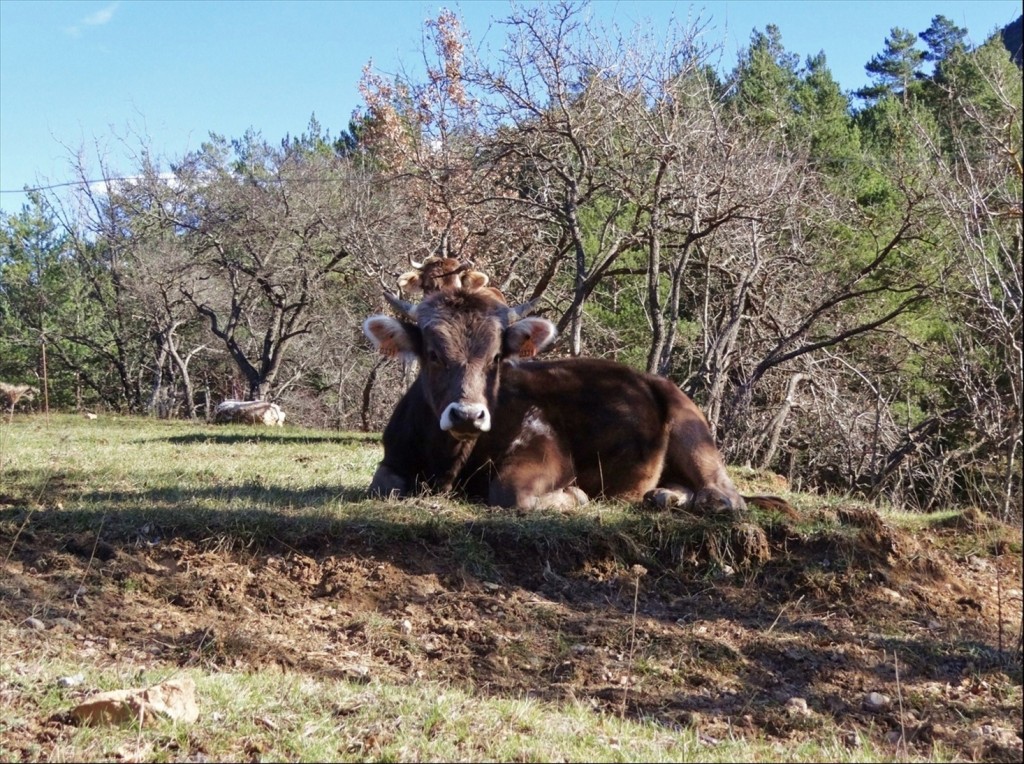 Foto: Camí dels Bons Homes - Gósol (Lleida), España