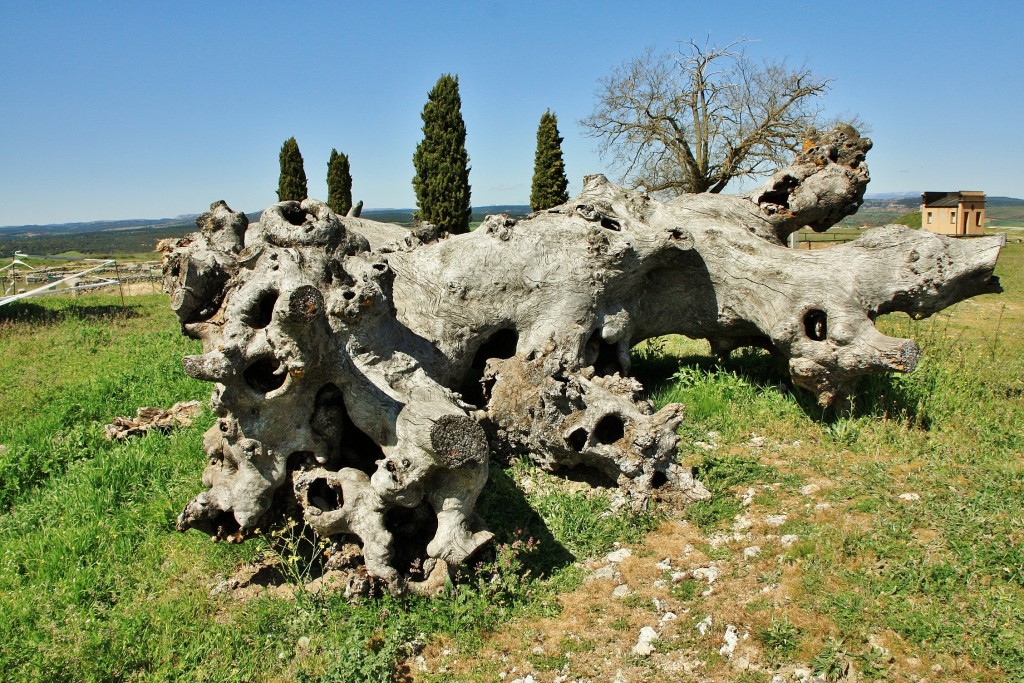 Foto: Clunia - Peñalba de Castro (Burgos), España