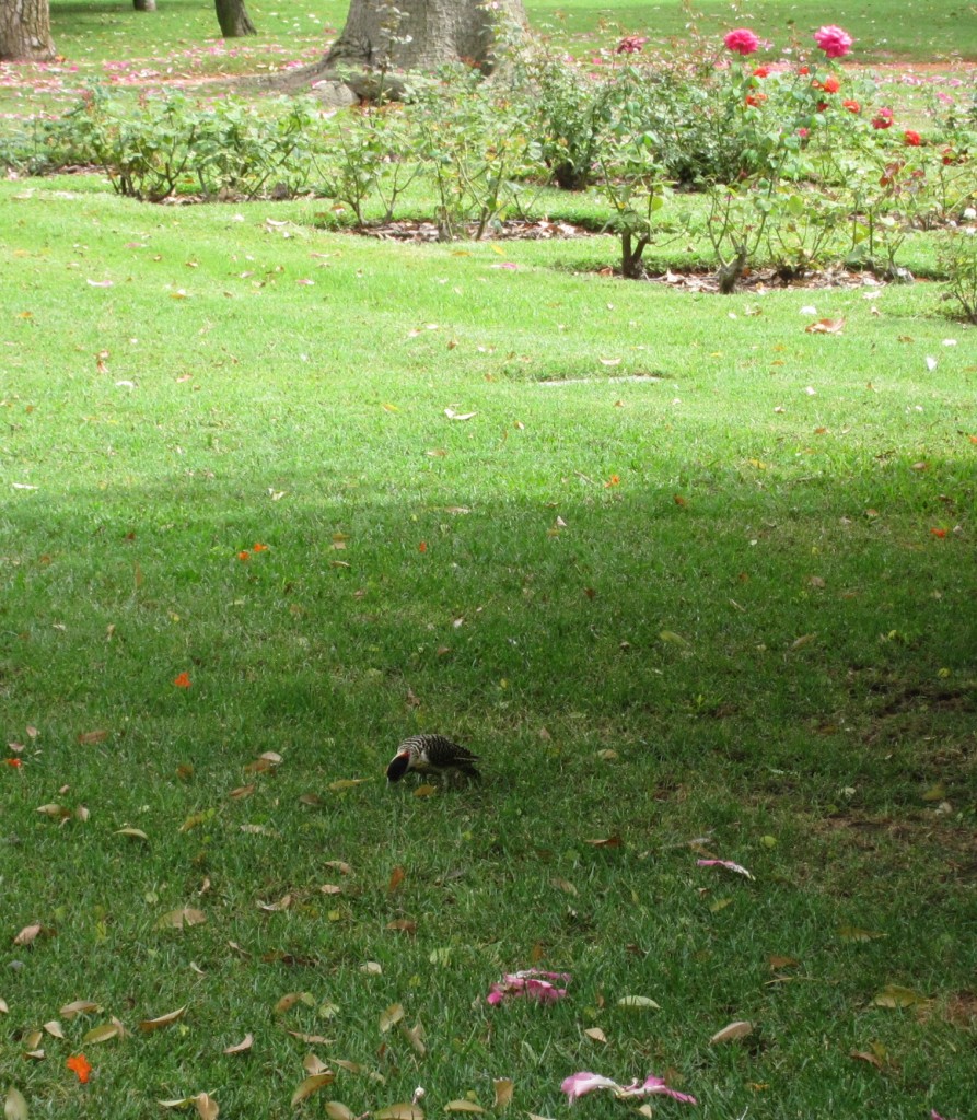 Foto: Parque Tres de Febrero - Ciudad Autónoma de Buenos Aires (Buenos Aires), Argentina