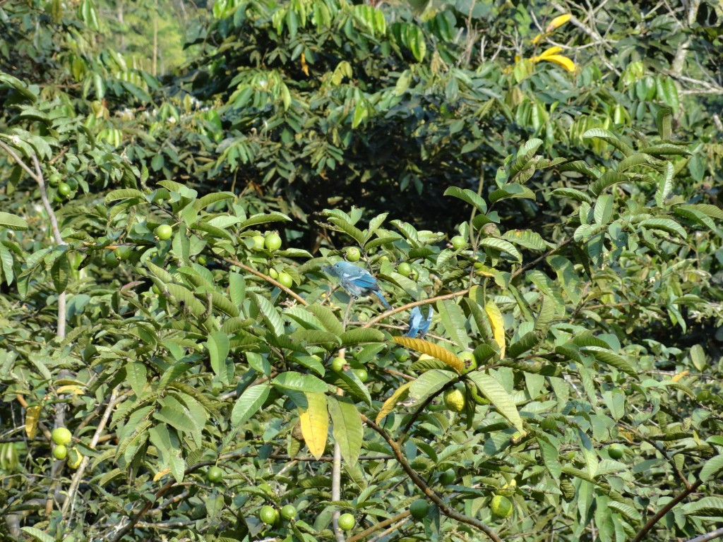 Foto: Ave - Shell (Pastaza), Ecuador