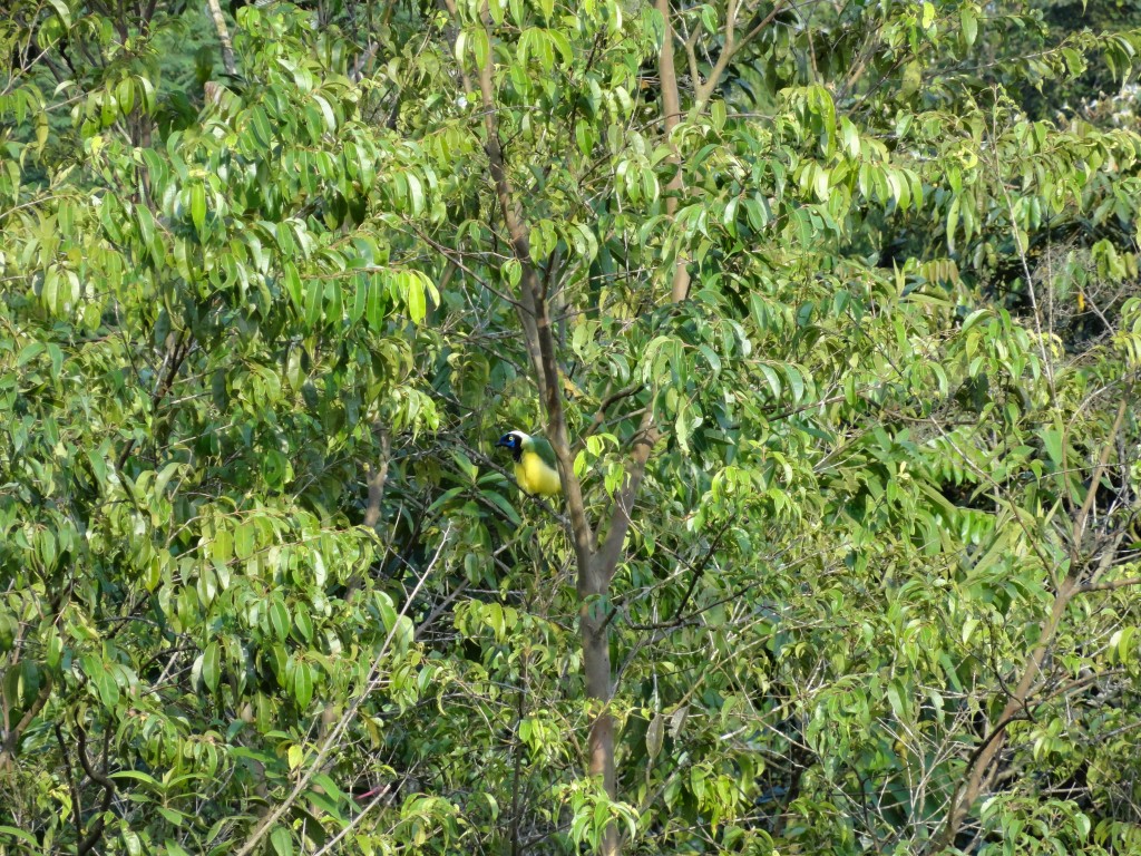 Foto: Ave - Shell (Pastaza), Ecuador