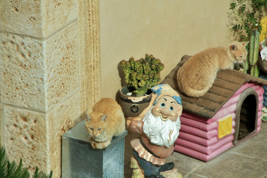 Foto: Gatitos - Bocairent (València), España