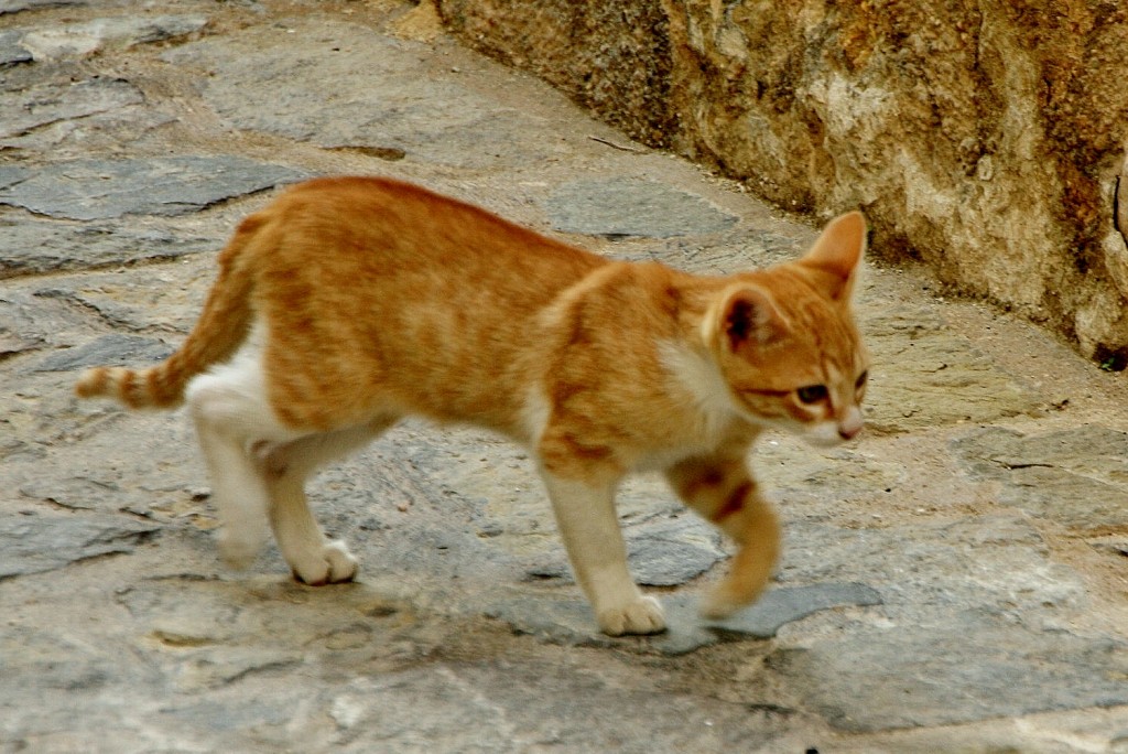 Foto: Gatito - Bocairent (València), España