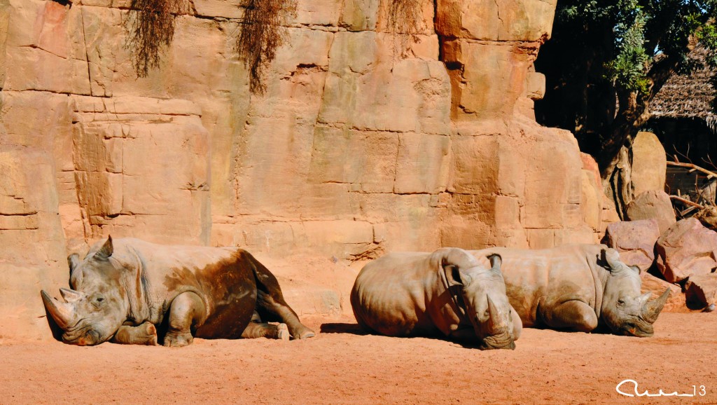 Foto: Bioparc - Valencia (València), España