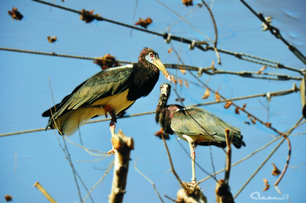 Foto: Bioparc - Valencia (València), España