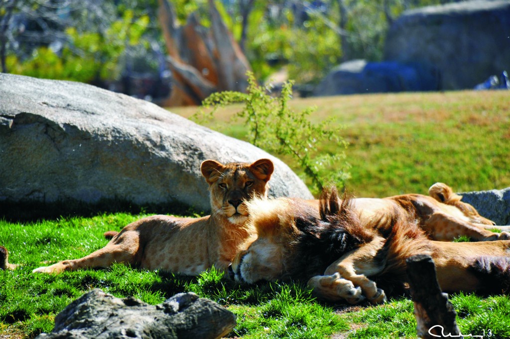 Foto: Bioparc - Valencia (València), España