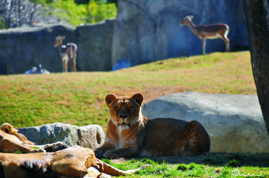 Foto: Bioparc - Valencia (València), España