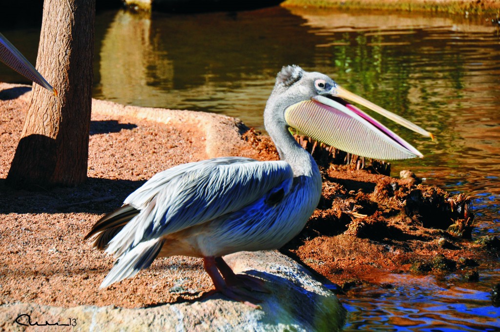 Foto: Bioparc - Valencia (València), España