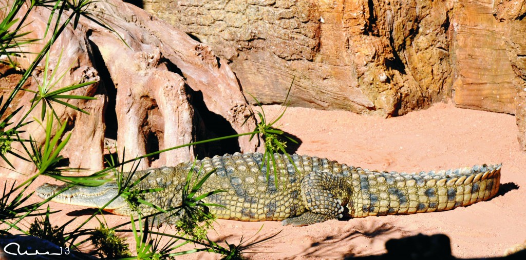 Foto: Bioparc - Valencia (València), España