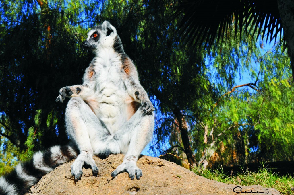 Foto: Bioparc - Valencia (València), España