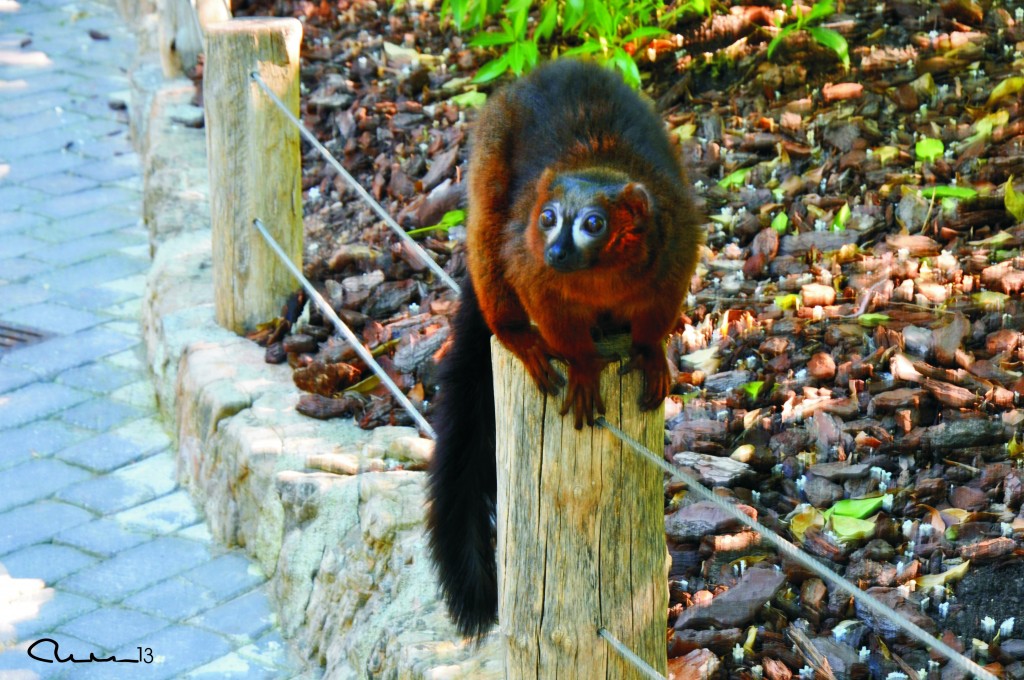 Foto: Bioparc - Valencia (València), España