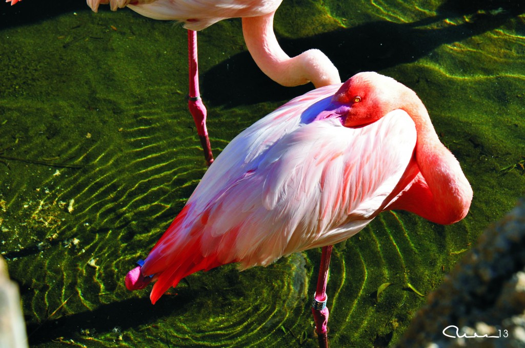 Foto: Bioparc - Valencia (València), España