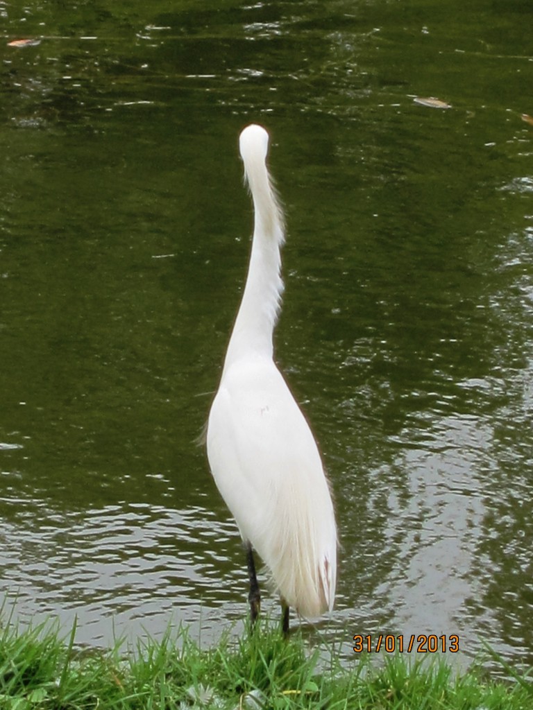 Foto: Parque Tres de Febrero. - Ciudad Autónoma de Buenos Aires (Buenos Aires), Argentina