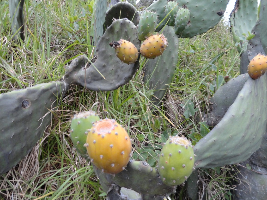 Foto: Tunas - Bayushig (Chimborazo), Ecuador