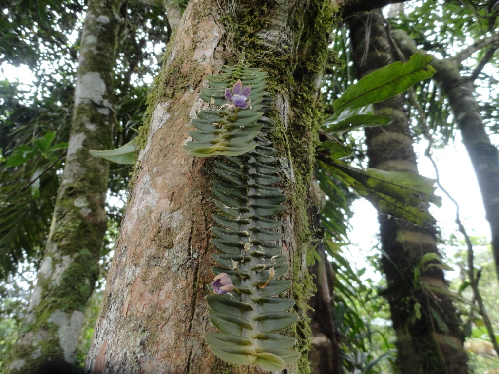 Foto: Orquídea - Shell (Pastaza), Ecuador