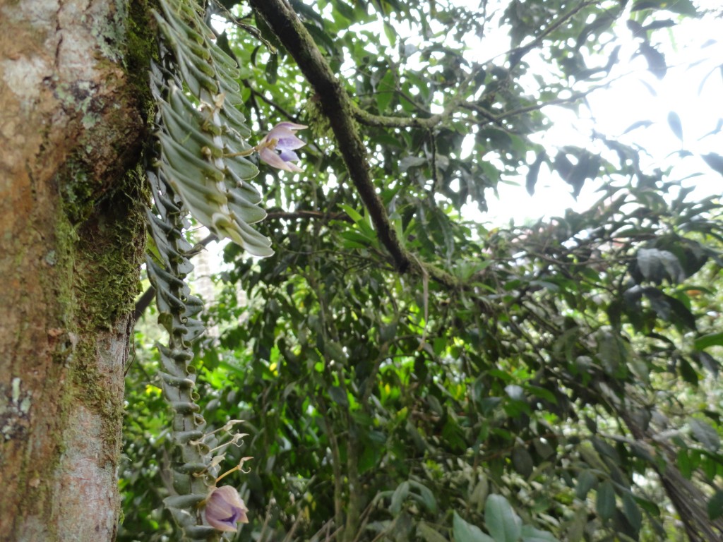 Foto: Orquídea - Shell (Pastaza), Ecuador