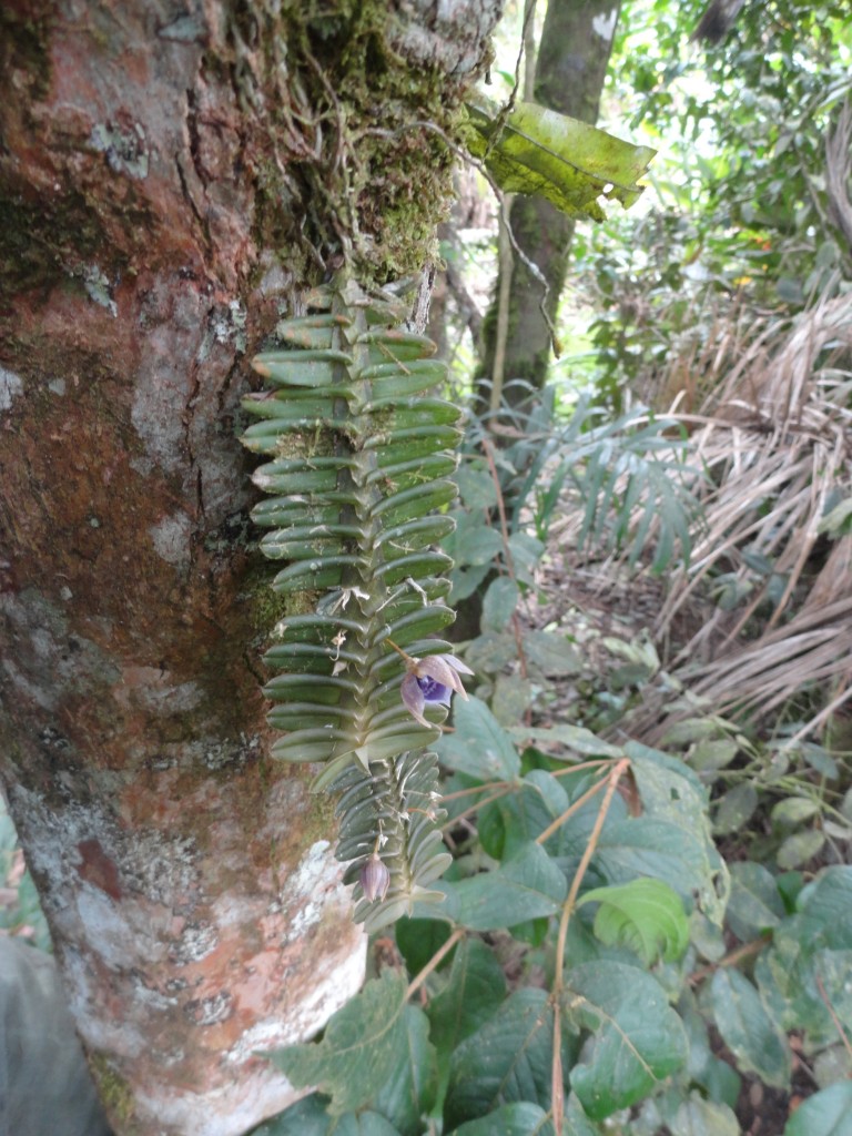 Foto: Orquídea - Shell (Pastaza), Ecuador