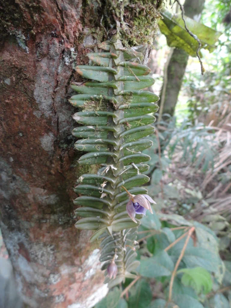 Foto: Orquídea - Shell (Pastaza), Ecuador