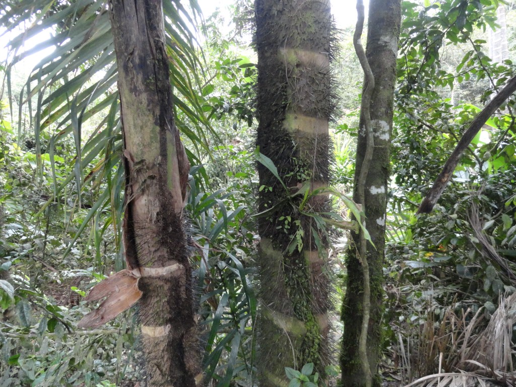 Foto: Paisaje - Shell (Pastaza), Ecuador