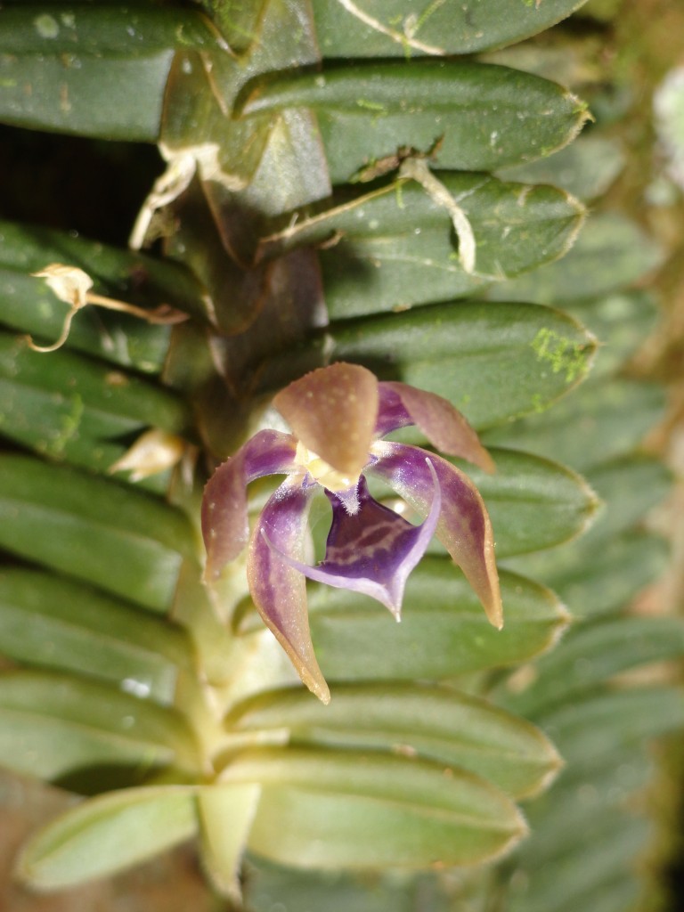 Foto: Orquídea - Shell (Pastaza), Ecuador