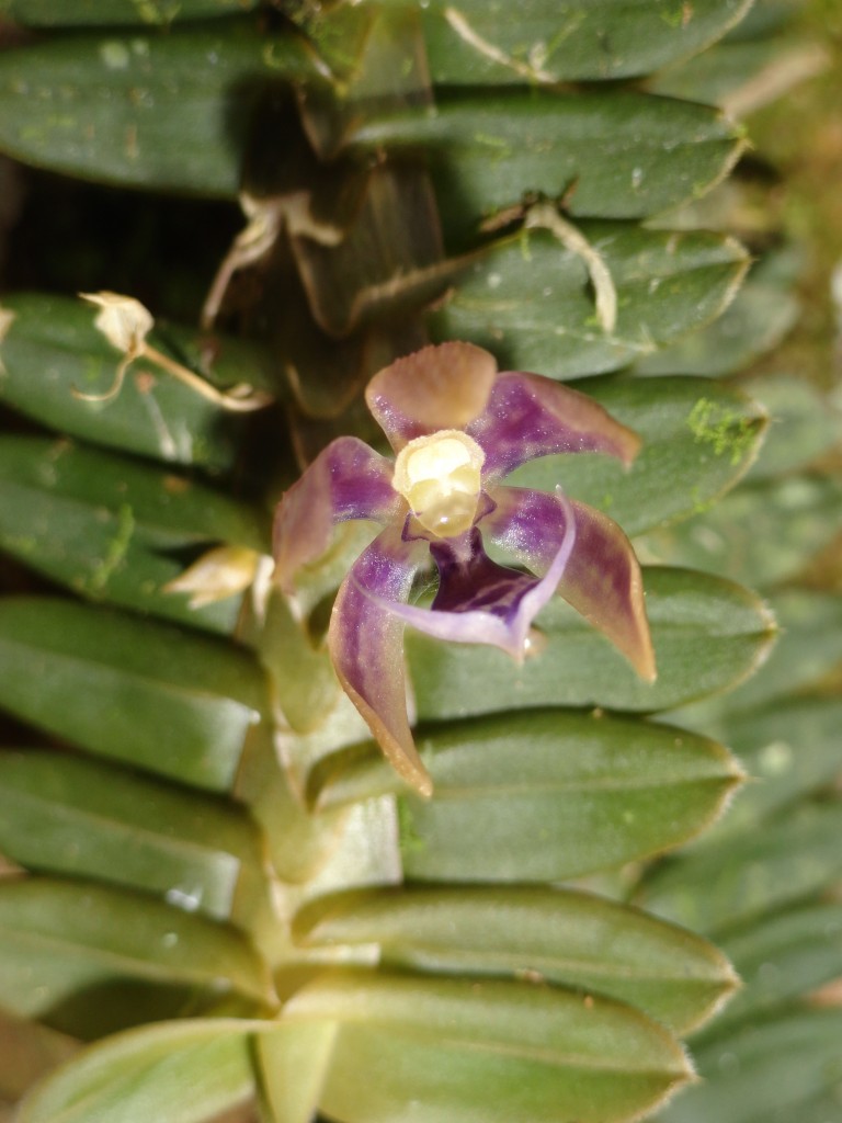 Foto: Orquídea - Shell (Pastaza), Ecuador