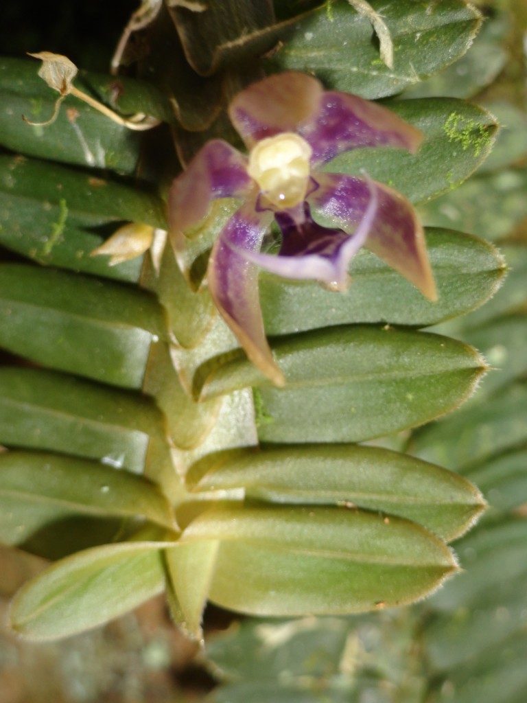 Foto: Orquídea - Shell (Pastaza), Ecuador