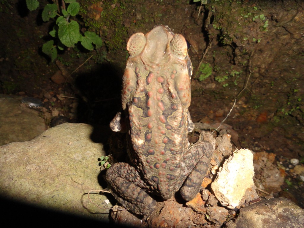 Foto: Sapo - Shell (Pastaza), Ecuador