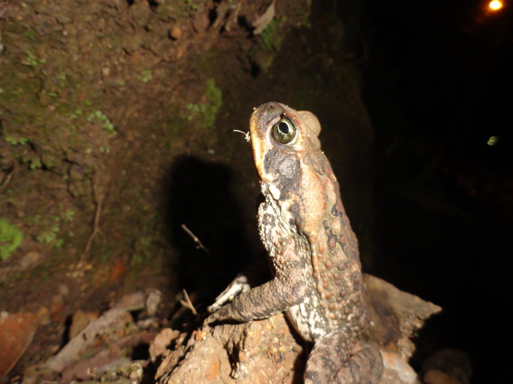 Foto: Sapo - Shell (Pastaza), Ecuador