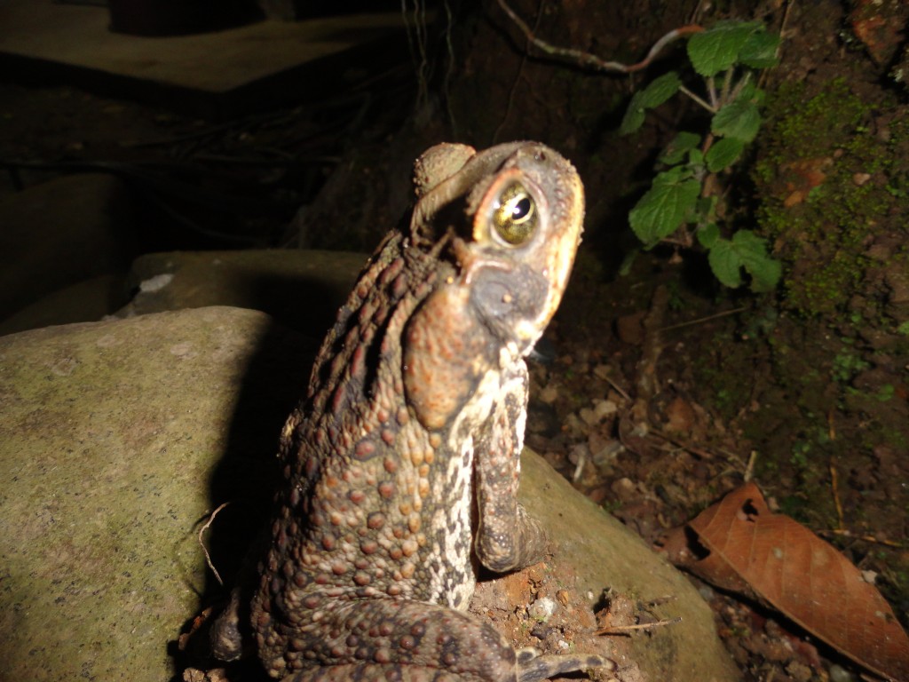 Foto: Sapo - Shell (Pastaza), Ecuador