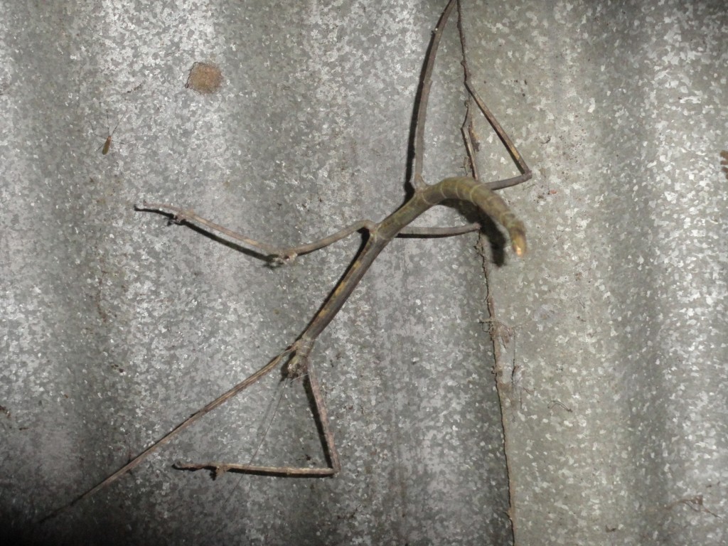 Foto: Insecto palito - Shell (Pastaza), Ecuador