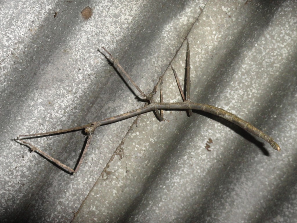 Foto: Insecto palito - Shell (Pastaza), Ecuador