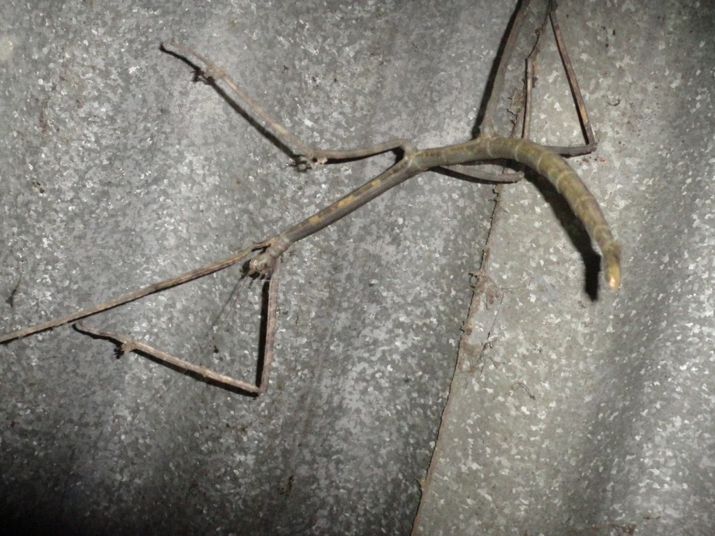 Foto: Insecto palito - Shell (Pastaza), Ecuador