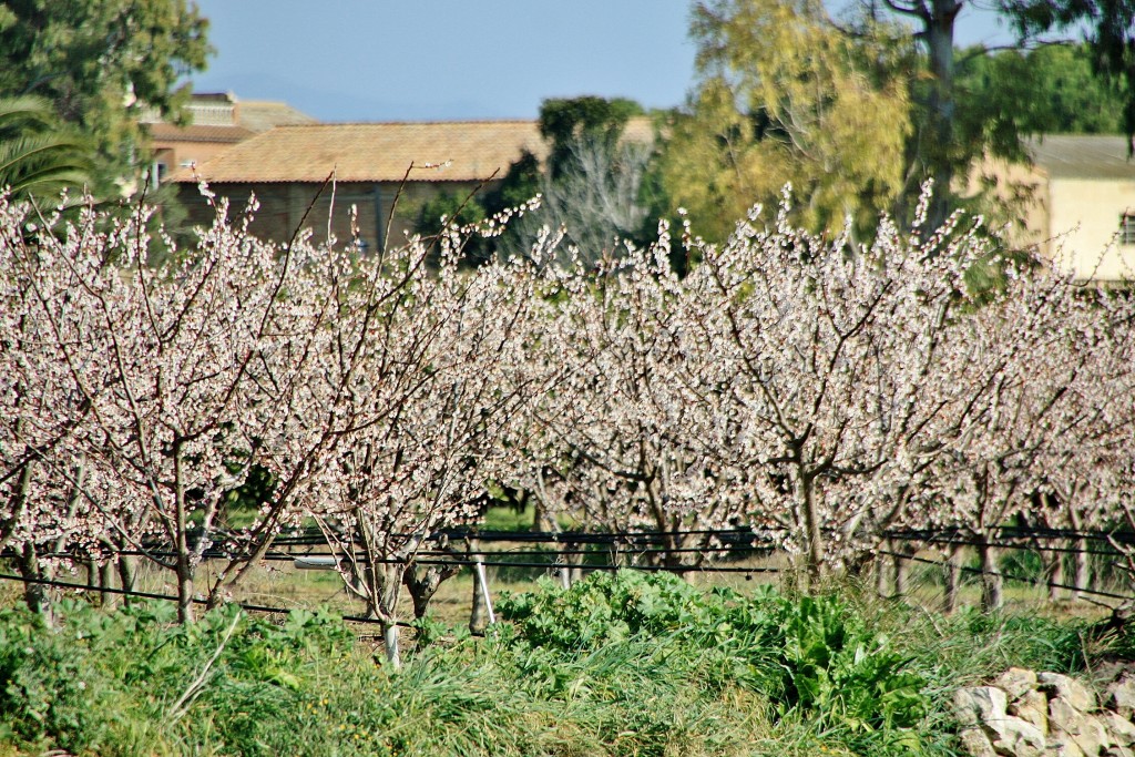 Foto: En flor - Miravet (Tarragona), España