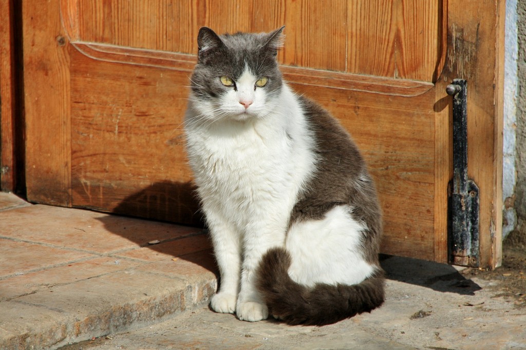 Foto: Gatito - Miravet (Tarragona), España