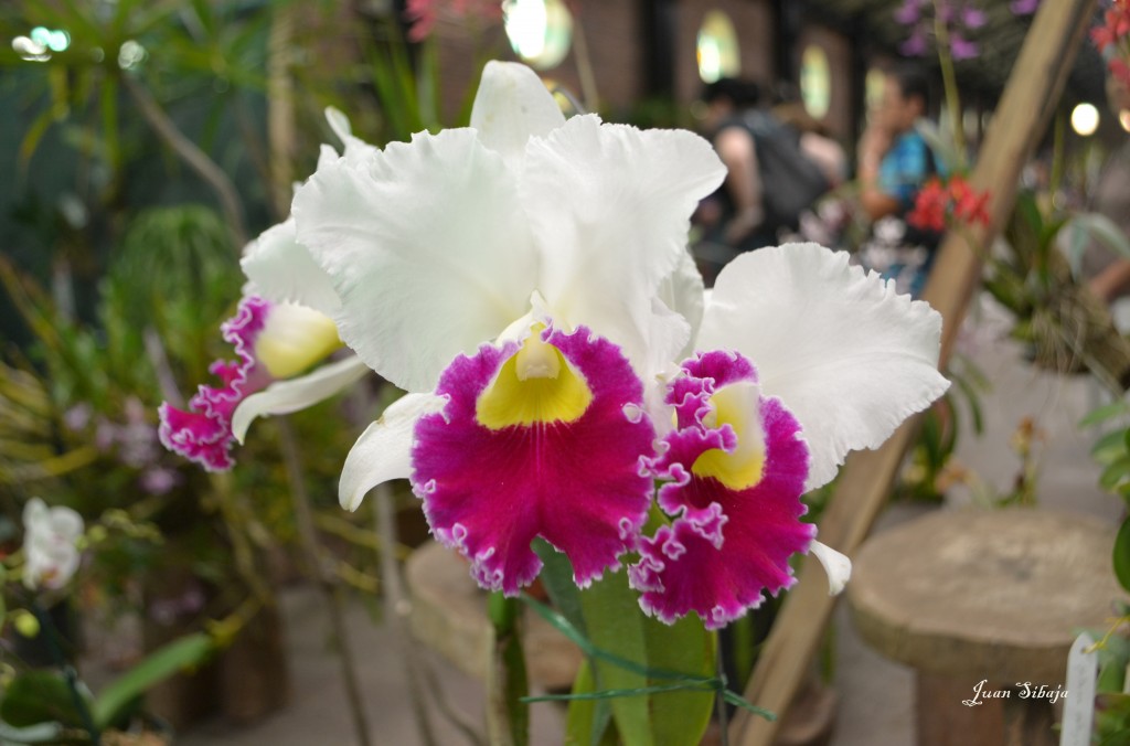 Foto: Exposición de Orquideas, - San José, Costa Rica