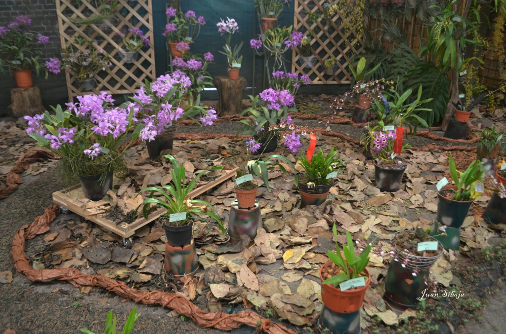 Foto: Exposición de Orquideas, - San José, Costa Rica