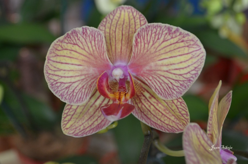 Foto: 42 Exposición de Orquideas - San José, Costa Rica